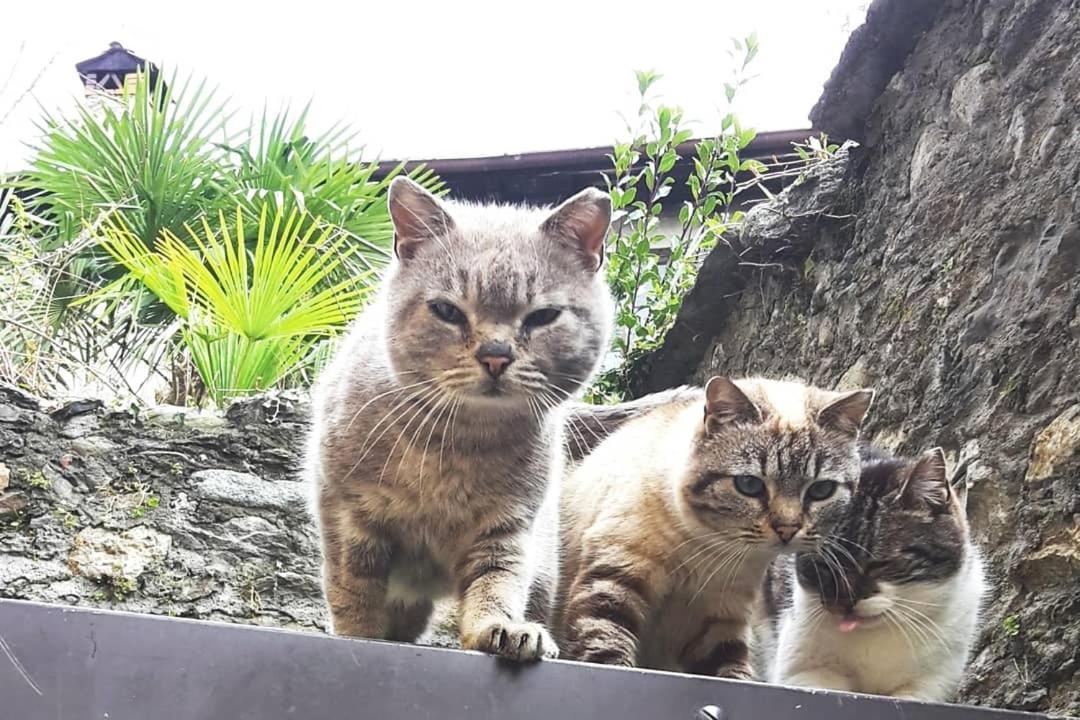 ドマーゾHouse Of Catsアパートメント エクステリア 写真
