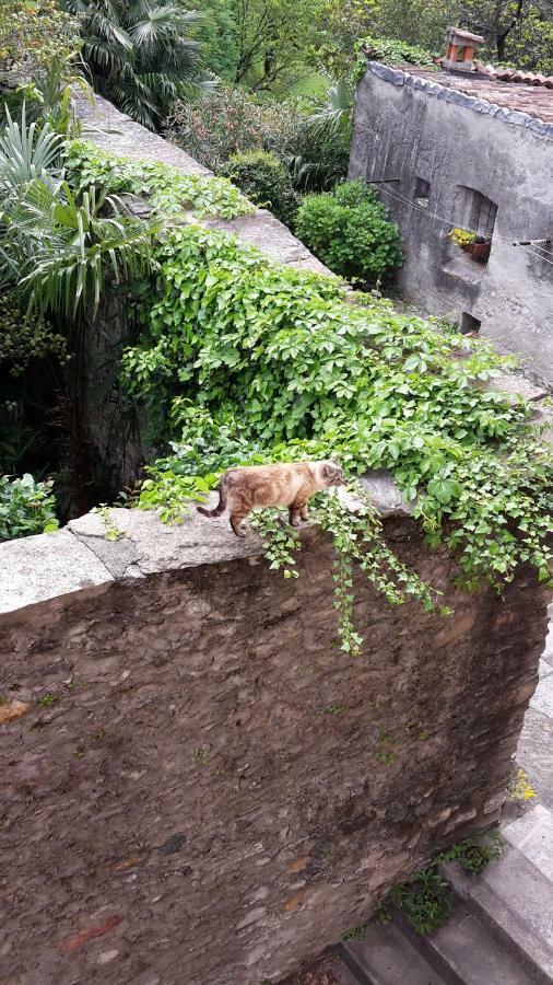 ドマーゾHouse Of Catsアパートメント エクステリア 写真